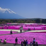 Shibazakura Festival