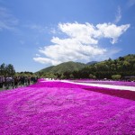 Shibazakura Festival