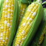 Corn