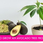 How-To-Grow-Avocado-From-Seed 01