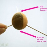 How-To-Grow-Avocado-From-Seed 02