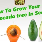 How-To-Grow-Avocado-From-Seed 03