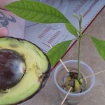 How-To-Grow-Avocado-From-Seed 04