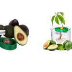 How-To-Grow-Avocado-From-Seed-06N3