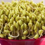 Soybean Sprouts 02