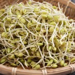 Soybean Sprouts 05