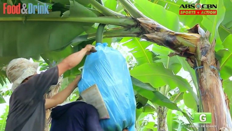 តោះ! ទស្សនាការវេចខ្ចប់ចេក និងការថែទាំ