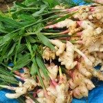 មើមខ្ញី