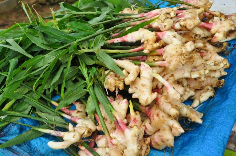 មានដឹងអត់ថាខ្ញីអាចជួយសម្អាតសួត និងការពារការកើតមហារីកសួត
