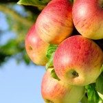 apple-tree-widescreen-hd-wallpapers-free-download-apple-images