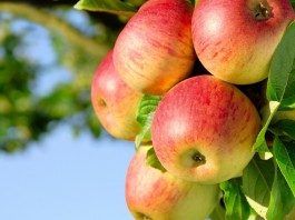 apple-tree-widescreen-hd-wallpapers-free-download-apple-images