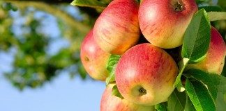 apple-tree-widescreen-hd-wallpapers-free-download-apple-images