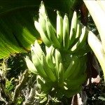 Plantains 06