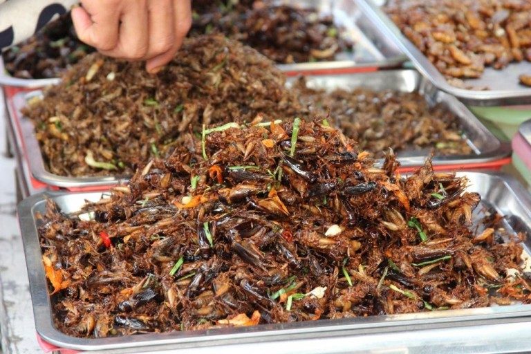 អ្នកភ្នំពេញយើង ចង់ដឹងពីរបៀបចាប់ចង្រិតអត់?