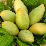 32-phitsanulok-mango-fruits