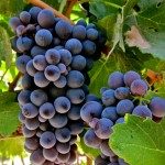 barbera-grapes1