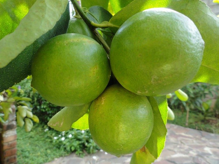 មានដឹងអត់ថាធញ្ញជាតិ​នៅ​ក្បែរ​ខ្លួន​អ្នក​​អាច​ជួយ​បំបាត់រោគ​មុន​លើ​ផ្ទៃមុខ