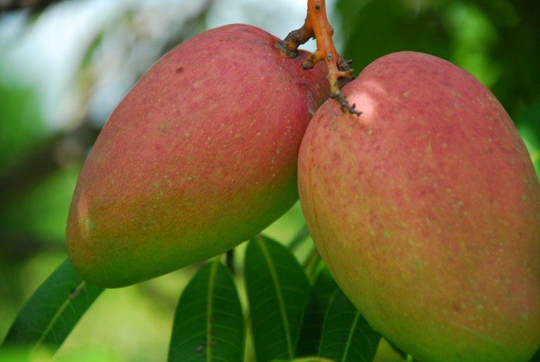 mangifera