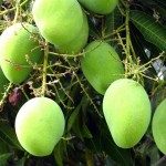 mango-tree-care