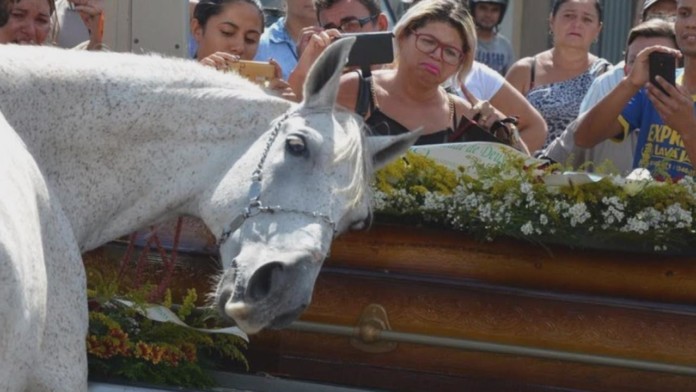 Horse breaks down after Realizing His Owner and Best Friend Was Inside this Casket—Heart-breaking!