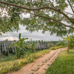 La Plantation