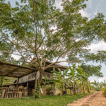 La Plantation