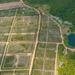 La Plantation