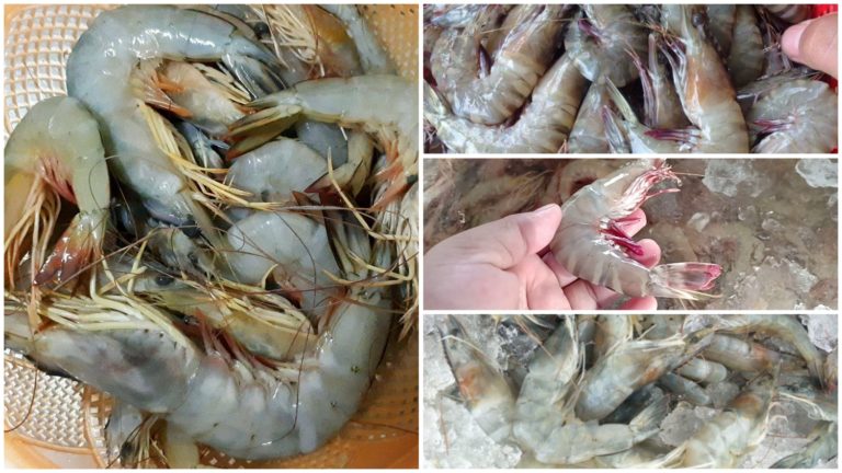 តិចនិក​ងាយ​ៗ​​ ក្លា​សេ​បង្គា​ឲ្យ​នៅ​ស្រស់​ មិន​បាក់​សាច់​ ហើយ​មិន​ស្អុយ​​ទូរ​ទឹកកក​ទៀត​