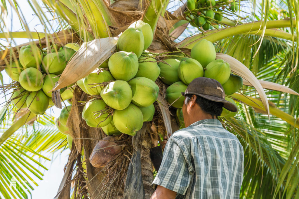 ចំការដូងក្រអូប លោក តាំង ឆេងហួត