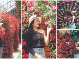 ផ្ទះផ្កា Begonia បាត់ដំបង