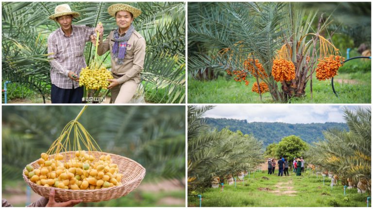 ទាក់ភ្នែកទាក់អារម្មណ៍ គួរឲ្យចង់ទៅចំការផ្លែលម៉ើ ដ៏ស្រស់ស្អាតក្បែរជើងភ្នំកំពុងពេញប្រមូលផលយ៉ាងចាស់ដៃ