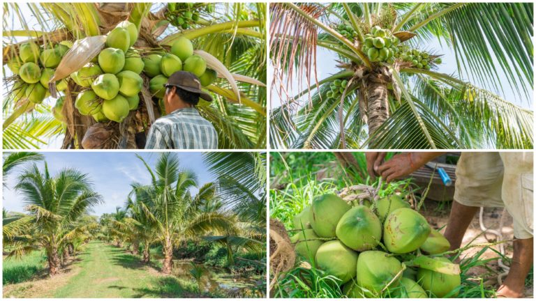 ចាប់អារម្មណ៍ទេ ចំការដូងក្រអូប ត្របែកឥតគ្រាប់ ផ្លែពេញៗដើមជាង២០ហិកតា លាក់ខ្លួនក្បែរក្រុងភ្នំពេញ