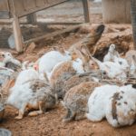Amarak Farm កសិដ្ឋាន អមរៈ