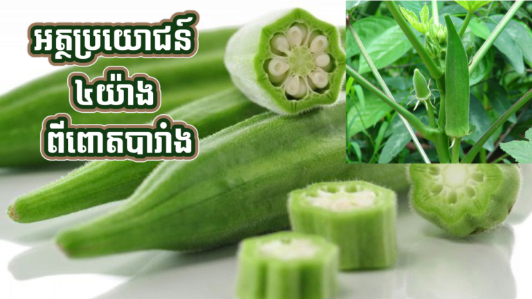 កំពូលអត្ថប្រយោជន៍ ៤ ពីពោតបារាំង យើងមិនធ្លាប់បានដឹង